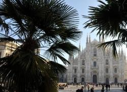 Milano, via palme e banani da piazza Duomo. Dopo le polemiche sparisce la “foresta tropicale” voluta da Sala nel 2017 - VIDEO