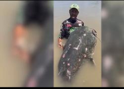Catturato il "mostro del Po" a Revere, pesce siluro ricercato da 23 anni: lungo 3 metri, pesa 150 chili - VIDEO