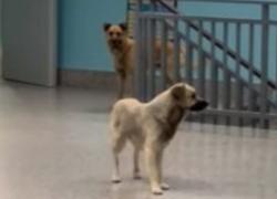 Ospedale di Lamezia Terme, un gruppo di cani randagi passeggia indisturbato tra i reparti - VIDEO

