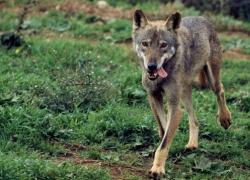 Bolzano, approvata la legge che consente l’abbattimento dei lupi. L’86% degli altoatesini è favorevole