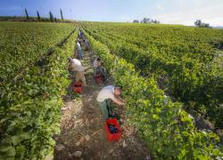 Frescobaldi porta avanti il progetto sociale con Gorgona
