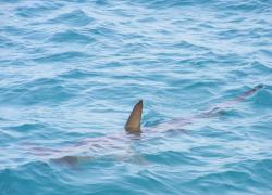Livorno, squalo Mako di 3 metri a 5km dalla costa, l’esperto Fabrizio Serena: “Muso affilato, è un esemplare pericoloso” - VIDEO