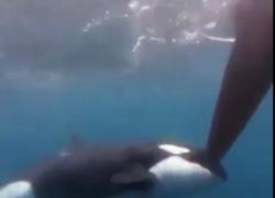 Orche attaccano le barche dell'Ocean Race nello Stretto di Gibilterra. Il VIDEO incredibile delle riprese sott'acqua