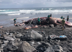 Canarie, una pietra di ambra grigia nell’intestino di un capodoglio spiaggiato. Valore: 500mila euro - GALLERY