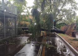Maltempo a Tradate, violenta tromba d’aria: alberi caduti, danni a tetti di abitazioni e vetrine – VIDEO