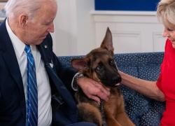 Joe Biden, il cane Commander ha morso e aggredito 10 persone e mandato in ospedale un agente di sicurezza