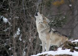 Trentino, dopo gli orsi i lupi, Fugatti ordina abbattimento di 2 esemplari su ca. 150: “esperimento contro predazione”
