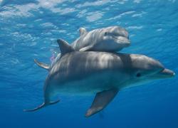 Rotary. A Savona il 23 settembre Convegno su fauna marina e biodiversità