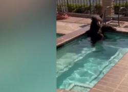 California, orso nella jacuzzi di una villa privata per il caldo, poi si addormenta sull’albero - VIDEO