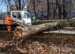 Maltempo Milano, 50 mln di danni e 5mila alberi abbattuti. Sala: “Piano per ripristinare il verde”. Magari senza palme e banani