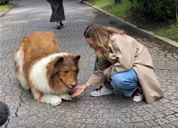 Giappone, 13mila euro per trasformarsi in un border collie: il sogno dello youtuber Toco diventa realtà e spacca il web - VIDEO