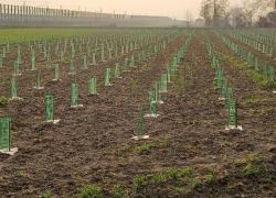 Arbolia, due nuovi boschi urbani inaugurati a Fano e Treviglio (Bergamo)