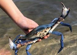 Granchio blu, Zaia: "Stato d'emergenza, a rischio allevamenti vongole"; lo chef Corelli: "Mangiamolo, molto nutriente"