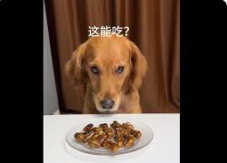 Larve gialle fritte in padella, anche il cane si rifiuta di mangiare gli insetti, il VIDEO è virale sul web