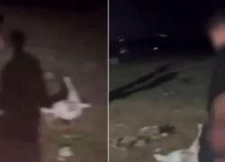 Capretta uccisa a calci ad Anagni da un gruppo di 18enni durante un compleanno: il VIDEO choc postato sui social