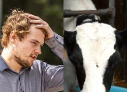 Sesso con una mucca nella fattoria, il 25enne Liam Brown filmato e inchiodato dalle telecamere: arrestato
