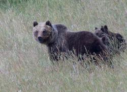Orsa Amarena uccisa a fucilate a San Benedetto dei Marsi, il 56enne indagato: “Ho fatto una scemenza, sono alla gogna"
