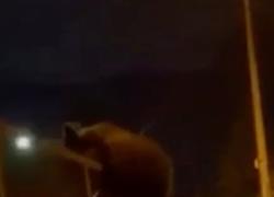 Cuccioli orsa Amarena in fuga dopo l'uccisione della mamma, testimoni: "Poverini, sono terrorizzati" - VIDEO