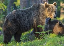 Orsa Kj1, turista aggredito: "Mi ha morso e graffiato, aveva i cuccioli, siamo noi a causare danni alle altre specie, va trovato equilibrio con la natura"