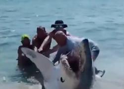 Florida, squalo Mako di 2 metri spiaggiato, 4 bagnanti lo ributtano in mare a mani nude - VIDEO