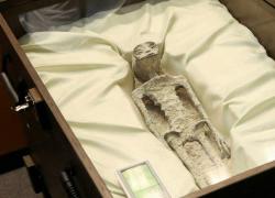 Messico, il caso delle “mummie aliene” in tribunale: l’ufologo Jaime Maussan querelato dal governo peruviano