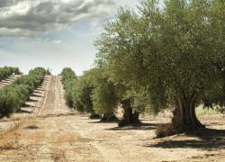 Olio: firmato accordo tra Toscana Promozione Turistica e Città dell’olio per incentivare il turismo dell’oro verde