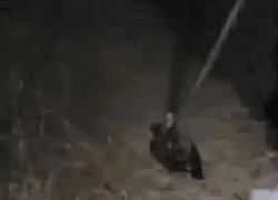 Rodi Garganico, uccidono anatra a bastonate: “E’ ancora viva, finiscila” e riprendono la scena - VIDEO