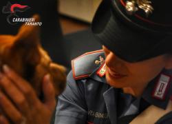 Martina Franca (TA), cagnolina maltrattata, presa a calci e lanciata a terra salvata e adottata da un carabiniere