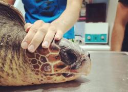 E.ON, con il programma per la salvaguardia dell'ambiente marino 10 tartarughe salvate e 170 kg di rifiuti raccolti