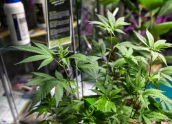Cannabis light, il Tar Lazio sospende il decreto che vieta la vendita dei prodotti a base di Cbd per uso orale