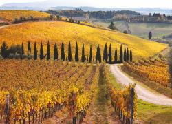Movimento Turismo del Vino festeggia trent’anni in una cerimonia a Palazzo Vecchio 