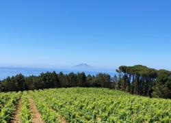 Maredivino, torna a Livorno la mostra mercato di prodotti della Toscana e vini della costa degli Etruschi e della Maremma