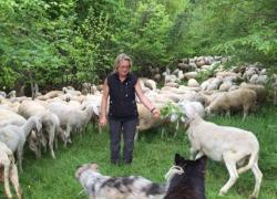 Covid, senza mascherina con il gregge in campagna durante il lockdown, Zaia annulla la multa di 400€ ad una allevatrice