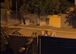 Ladispoli, leone scappa dal circo e va in giro per le strade terrorizzando gli abitanti