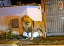 Ladispoli, leone scappato dal circo per le strade della città, catturato sparandogli due dardi narcotizzanti - VIDEO