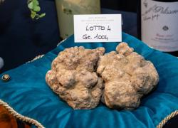 Alba, battuto il tartufo bianco più caro al mondo per il prezzo di 130mila euro aggiudicato ad Hong Kong