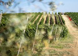 Terre d’Oltrepò. La missione della più grande cooperativa vinicola del territorio è la creazione di un polo industriale integrato e sostenibile 