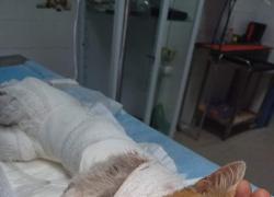 Morto Leone, il gatto scuoiato vivo e lasciato agonizzante in strada per 4 giorni, sindaco Angri: "Chi sa, parli"
