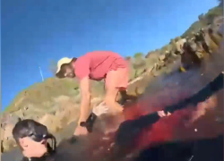 Australia, 20enne di Parma Matteo Mariotti attaccato da uno squalo: “Non ho più la gamba ma sono vivo” - VIDEO choc