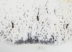 Dengue, Argentina decreta emergenza sanitaria per l’epidemia, il web: “Milei sfrutta l’onda lunga del Covid per mettere tutti a tacere”