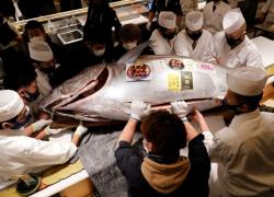 Tokio record, tonno pinna blu da 283 kg venduto per 720mila euro a 2.544  al kg durante l'asta del pesce 