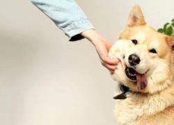 Cani come figli, in Argentina in caso di separazione gli ex compagni si divideranno la custodia