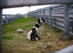 Abbandono di animali, pene fino a 7 anni di carcere per il reato nel nuovo cds, Brambilla: "Ora ci penseranno due volte"