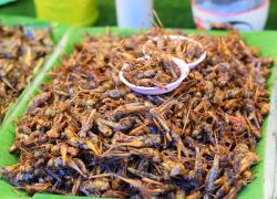 Farina di grilli in Italia, Nutrinsect prima azienda a produrla: al via il piatto unico gastronomicamente corretto