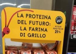 Snack e cracker con farina di grilli, a Milano nei supermercati i prodotti di Small Giants: "proteina del futuro", "scandalosamente buoni". Il web: "Disgustosi, da boicottare"