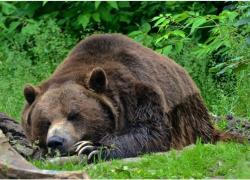 Trentino, abbattuto orso M90, accusato di aver inseguito una coppia. Meta Parma: "Non si sa neanche chi siano i due fidanzati, è una farsa"