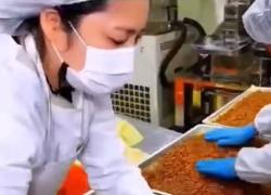 Processo produttivo di grilli, larve, blatte e vermi: tostati, frullati e insacchettati, il web: “Grazie all'Ue mangeremo questo, moriremo di cancro e infezioni” - VIDEO