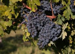 Vino, PrimAnteprima inaugura la settimana delle nuove annate 2024
