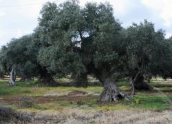 Sbagliata medicina Ue anti Xylella e distrutti 21 mln di ulivi: inutile sradicare piante vicine a quelle infettate - lo STUDIO