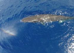 “A.E.R.A. per PELAGOS”.  Assegnate le borse di studio per la conservazione degli ecosistemi marini